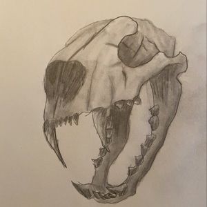 Tiger skull drawing